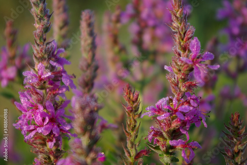lavender flowers in the garden