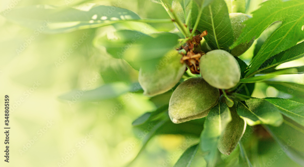Green almond branches and fruits or nuts outside in garden natural blurred background. Leaves and young fruits of almond tree. copy space. sunny light Green almond branches and fruits or nuts outside in garden natural blurred background. Leaves and young fruits of almond tree. copy space. sunny light