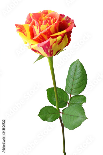 Colorful Rose (Rosaceae) in yellow and orange color in side view, isolated on white background.
