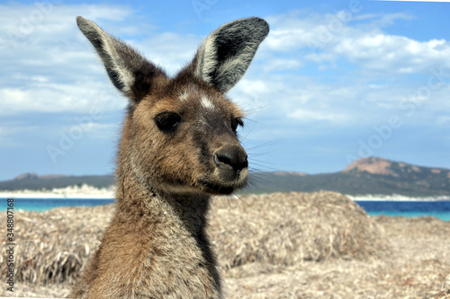  Kangaroo on the beach in Lucky Bay Cape le Grand in Western Australia
