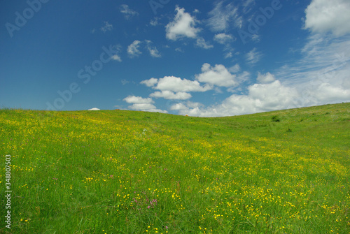 Blooming spring green meadow on a sunny day. Blue sky with white clouds.