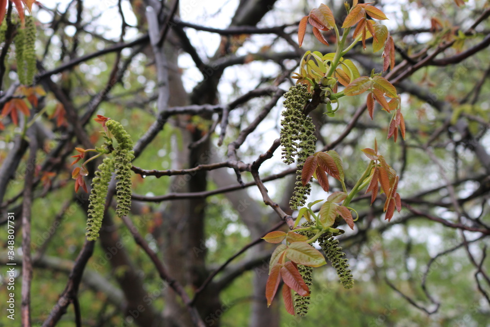 Flowers bloomed on a walnut tree. They look like green earrings
Flowers bloomed on a walnut tree. They look like green earrings