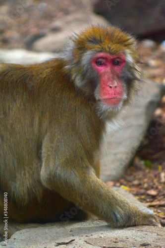 Japanese macaque Primate snow monkey portrait © Rafael Ben-Ari