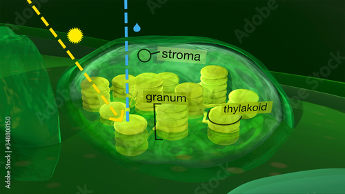 Chloroplast structure, 3d illustration. Sectional view showing the chloroplast of a plant cell, where the photosynthesis is performed. Labeled version. photo
