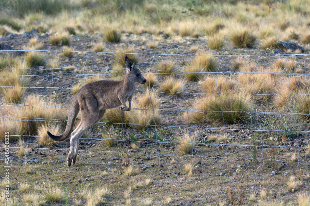 Young Kangaroo Jumping along a farm fence in the outback of Australia Young Kangaroo Jumping along a farm fence in the outback of Australia