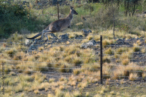 Kangaroo Jumping over a farm fence in the outback of Australia
