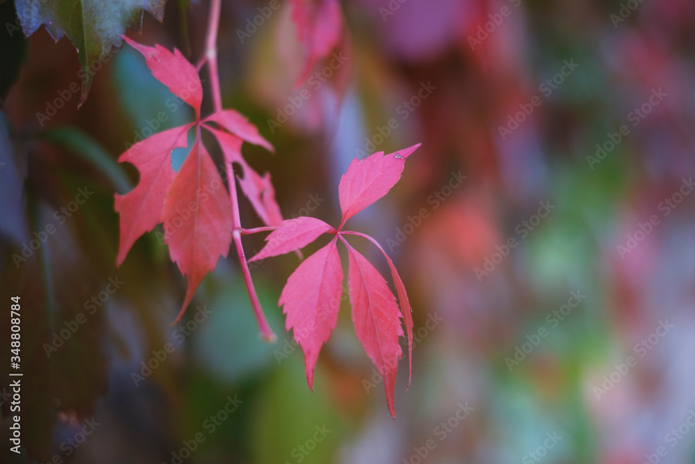 Vivid pink leaf during spring in Italy, Casperia Vivid pink leaf during spring in Italy, Casperia