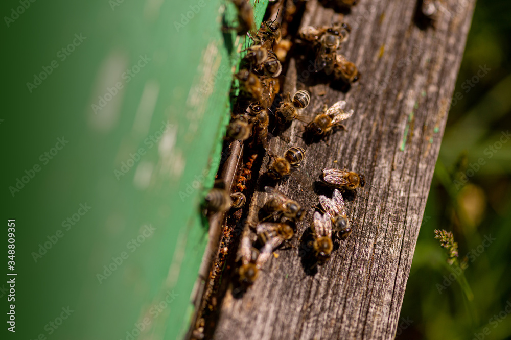 bees, bee hives, honey, busy, collectors, nature, yellow, green, population, brown, hive, colors, pollen, queen, wax, crowded, many, little, animal, insect, important, saving, multiply bees, bee hives, honey, busy, collectors, nature, yellow, green, population, brown, hive, colors, pollen, queen, wax, crowded, many, little, animal, insect, important, saving, multiply