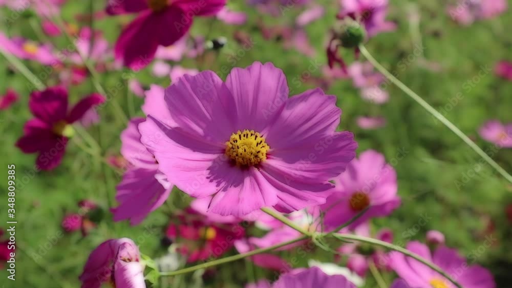 cosmos flower in the garden cosmos flower in the garden