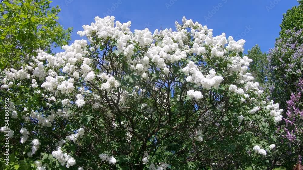 Lilac garden in Moscow Lilac garden in Moscow