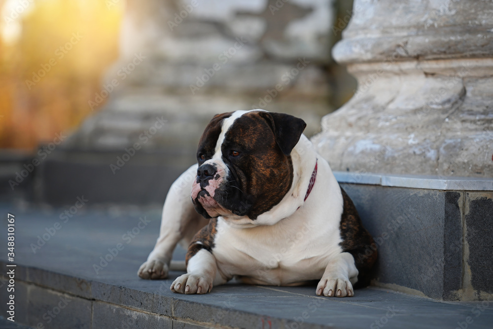 Cute American bulldog. Lies against the backdrop of beautiful steps and an old column