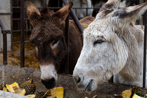 Two donkeys eating pineaple in a farm