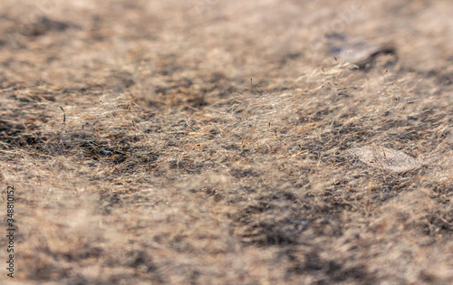 Pollen of cattail on ground