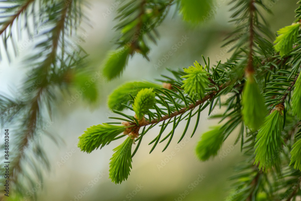 branch of a fir branch of a fir