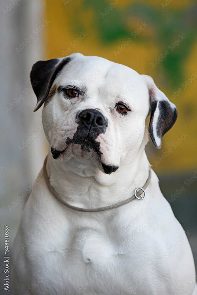 Cute American bulldog. Portrait against the background of an old rough wall
