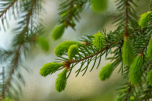 branch of a fir