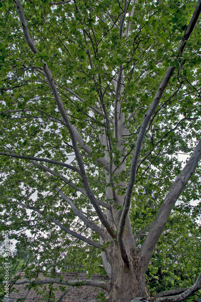 Crown of an old plane tree Crown of an old plane tree