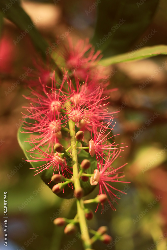 The flowers of Indian Oak Tree