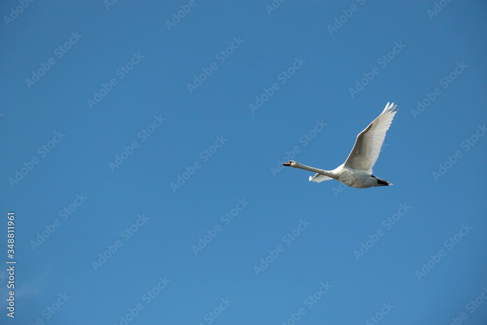 Cygnus olor in flight over a cloudless sky Cygnus olor in flight over a cloudless sky
