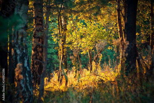 A warm autumn afternoon in the woods