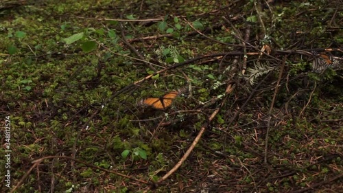 Monarch Butterfly fluttering on a branch in the forest. photo