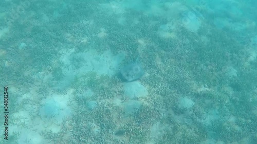 Small stingray swimming in the ocean. photo