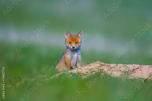Young red fox babies are playing on the green meadow © Mario Plechaty