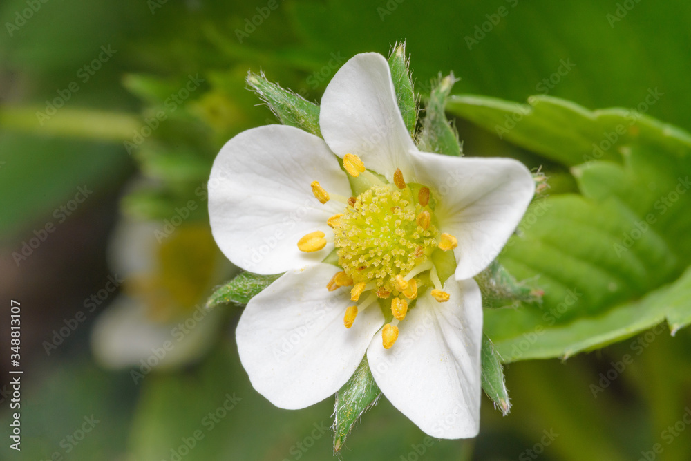White delicate fragile flower of strawberry. Summer and spring concept, copy space White delicate fragile flower of strawberry. Summer and spring concept, copy space