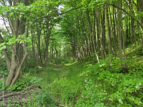 Deliblato Serbia dense forest springtime landscape