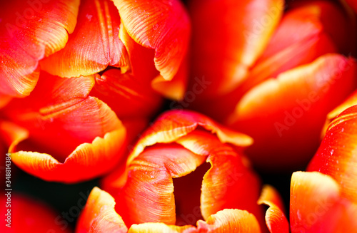 Petals of closed spring orange tulips close up