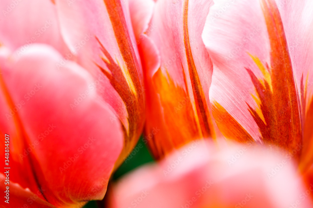 Background of pink spring tulips close up
