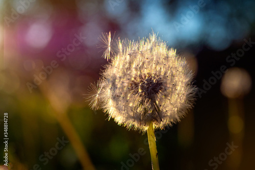 The head of a ripened dandelion in the rays of the evening sun