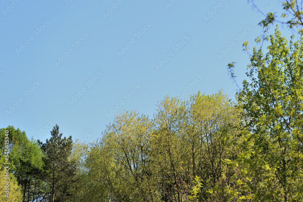 Crowns of trees covered with fresh young foliage against a blue sky on a sunny spring day. Natural background