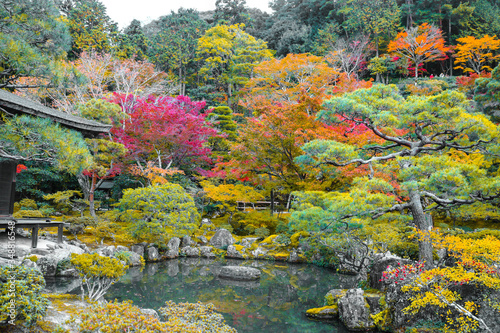 Japanese autumn garden in the morning at Kyoto, Japan. Japanese autumn garden is popular travel destinations.
