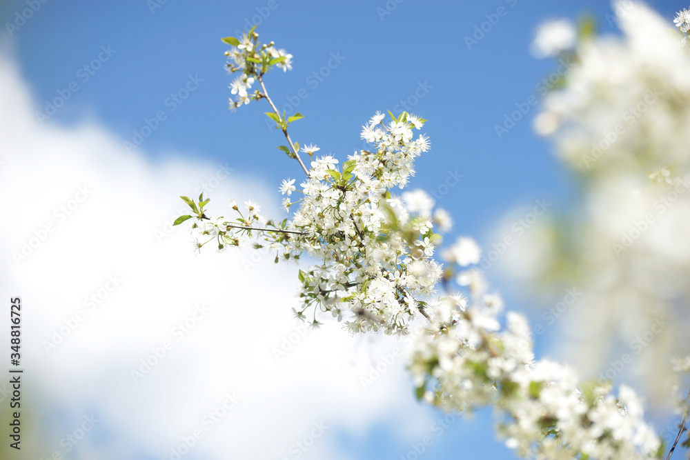 White cherry flowers on a sunny spring day