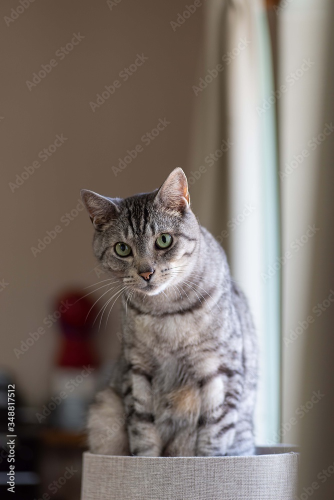 好奇心旺盛な猫