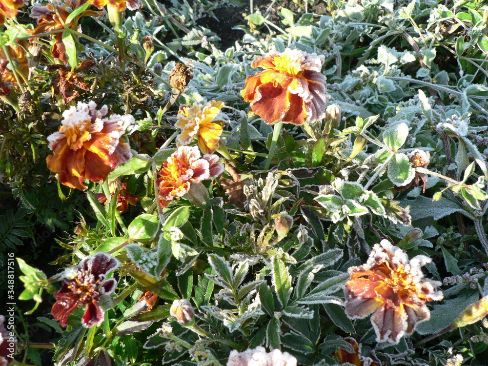 orange flower on a green background in frost orange flower on a green background in frost