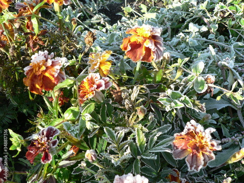 orange flower on a green background in frost