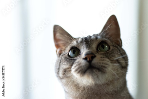 好奇心旺盛な猫