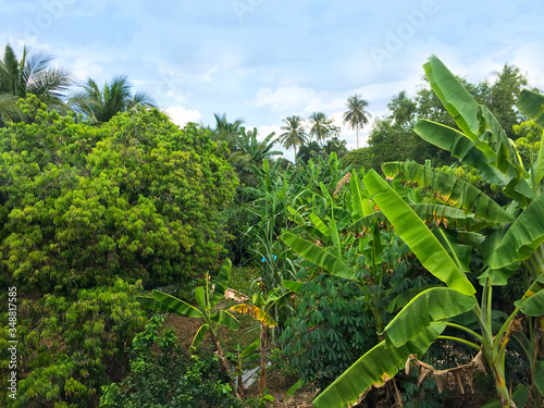 Landscape with an orchard of Lychee and banana tree in a field of Thai garden.