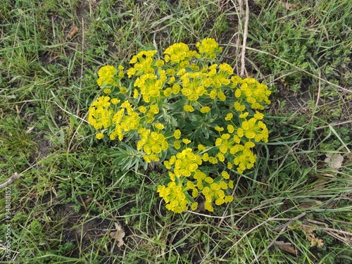 euphorbia cyparissias l