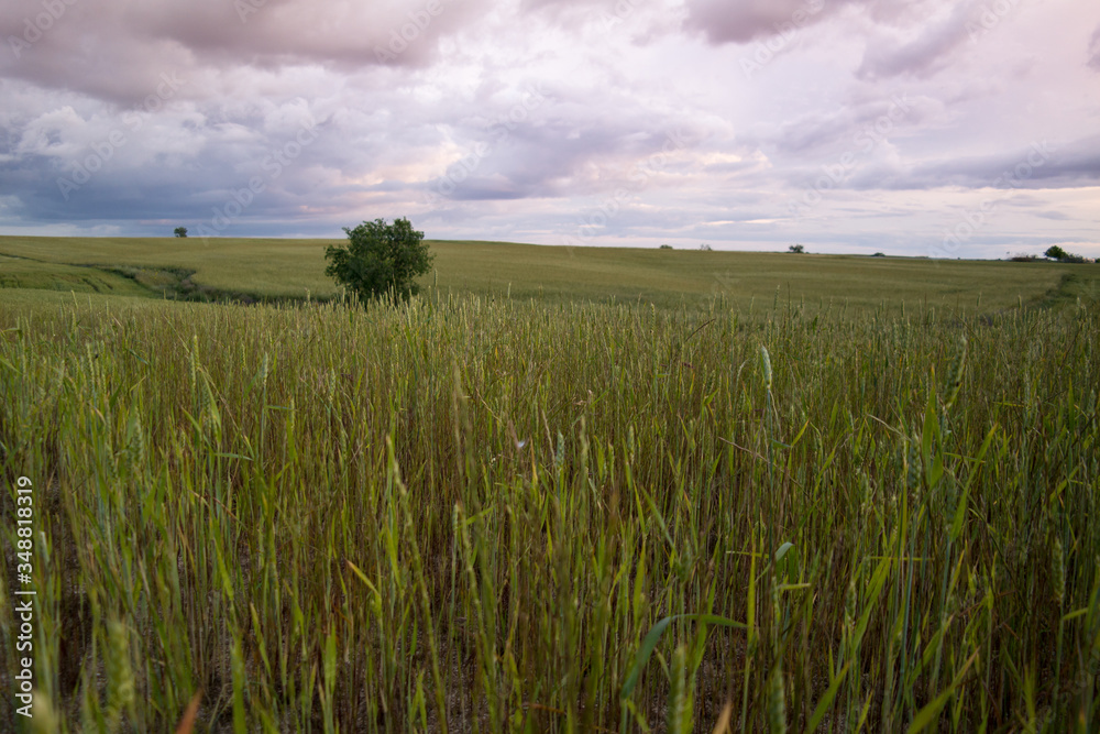rolnictwo zboże pole pszenica chmury zachód
