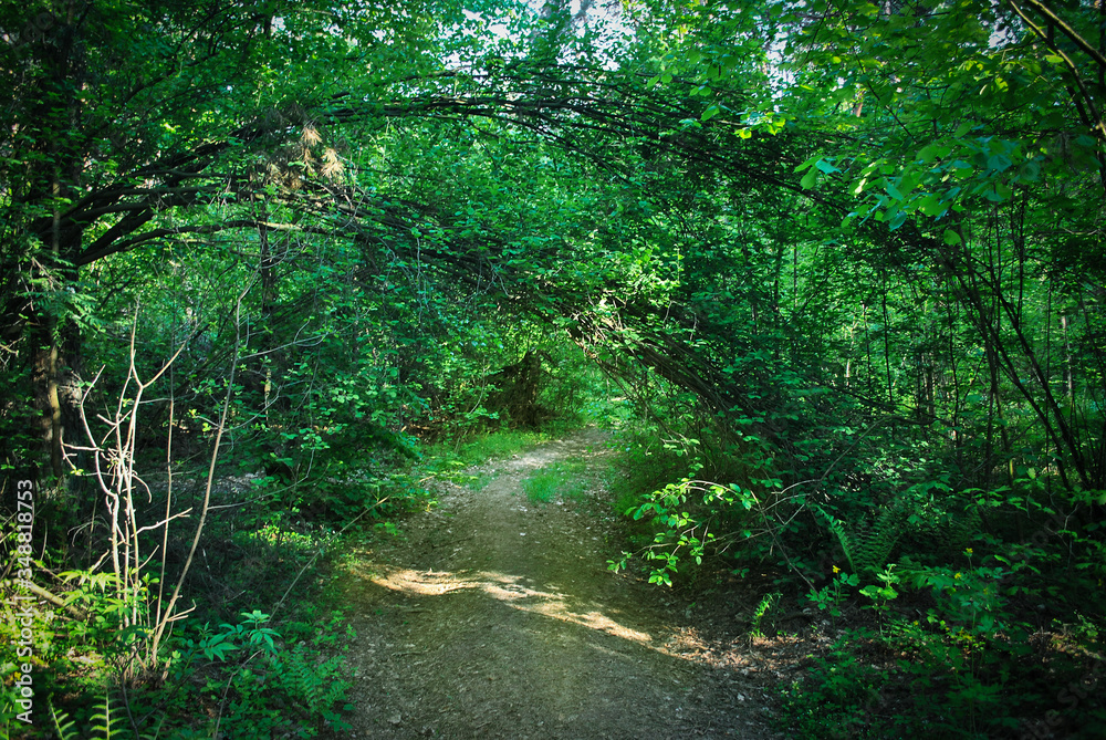 Summer light forest and secret way through foliage, soft focus Summer light forest and secret way through foliage, soft focus