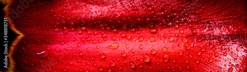 Spring nature background for web banner and card design with a red tulip petal in macro in water drops