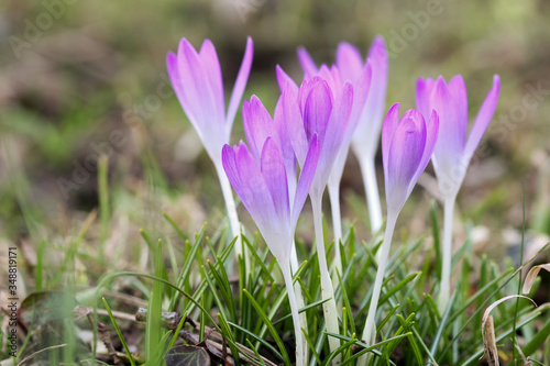 Lila crocus in early spring time