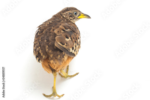 A male barred buttonquail or common bustard-quail (Turnix suscitator) isolated on white background photo