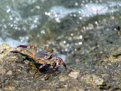 crab on the rock 
