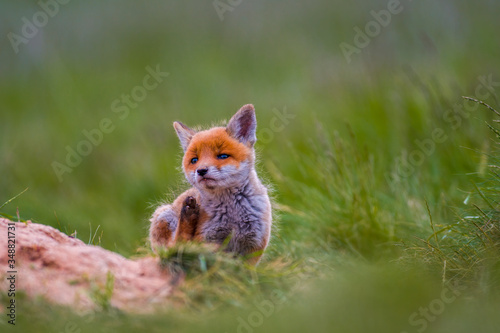 Young red fox babies are playing on the green meadow © Mario Plechaty