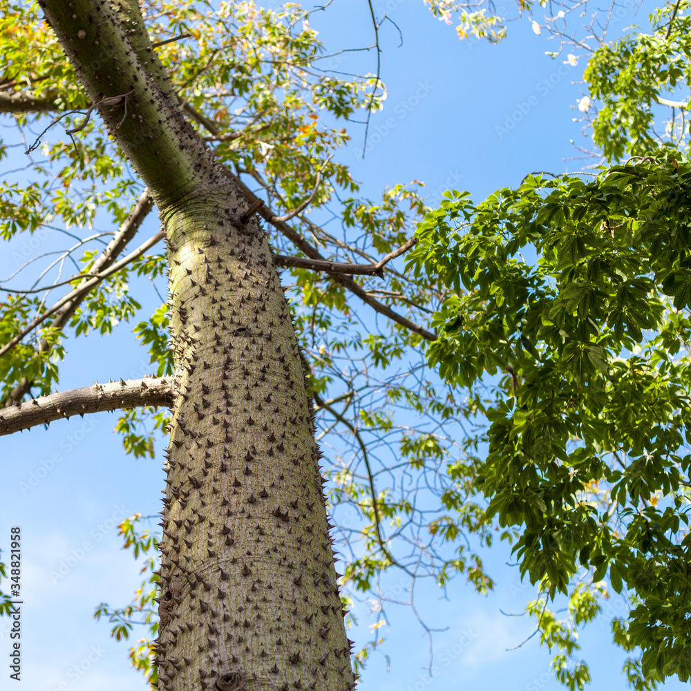 Fototapeta premium tree in the park