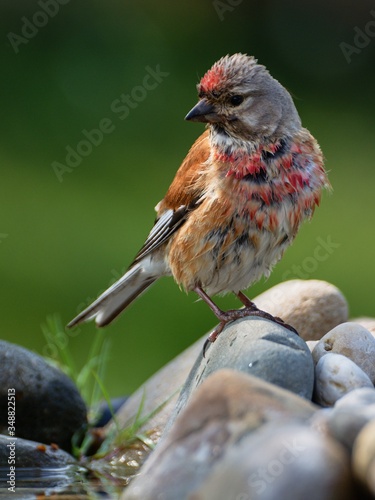 Linnet, Carduelis cannabina, male after a bath on stones at bird's wateringhole. Czechia. Europe. photo